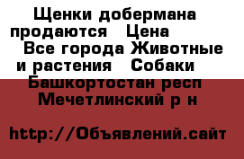 Щенки добермана  продаются › Цена ­ 45 000 - Все города Животные и растения » Собаки   . Башкортостан респ.,Мечетлинский р-н